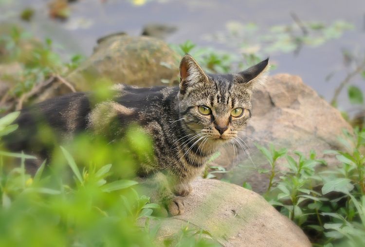 Fonds d'cran Animaux Chats - Chatons Chat aux yeux verts 