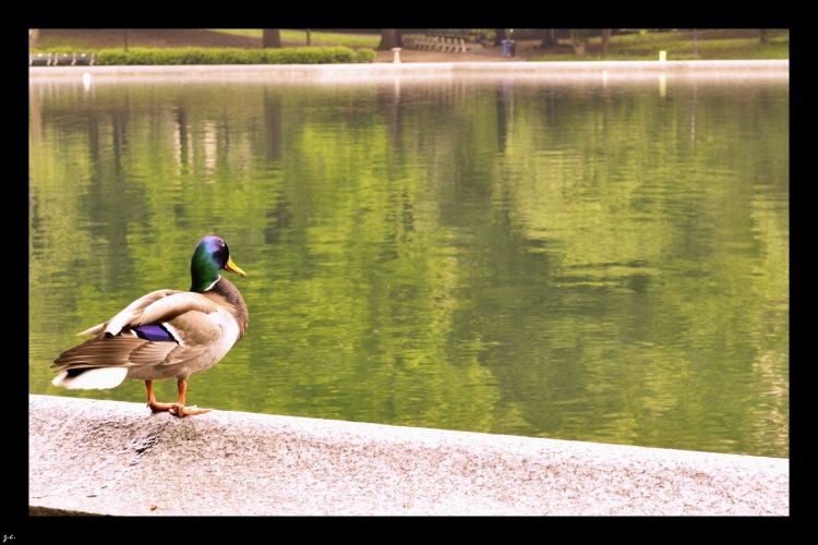 Fonds d'cran Animaux Oiseaux - Canards Serenity Duck