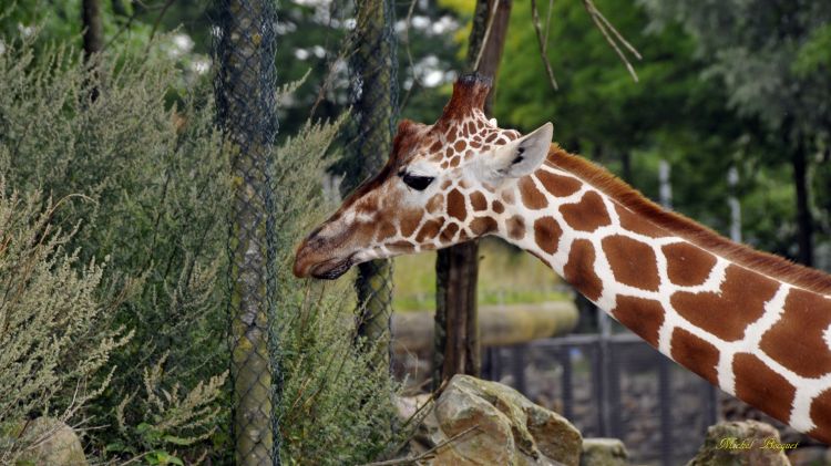 Fonds d'cran Animaux Girafes Girafe du Zoo d'amsterdam