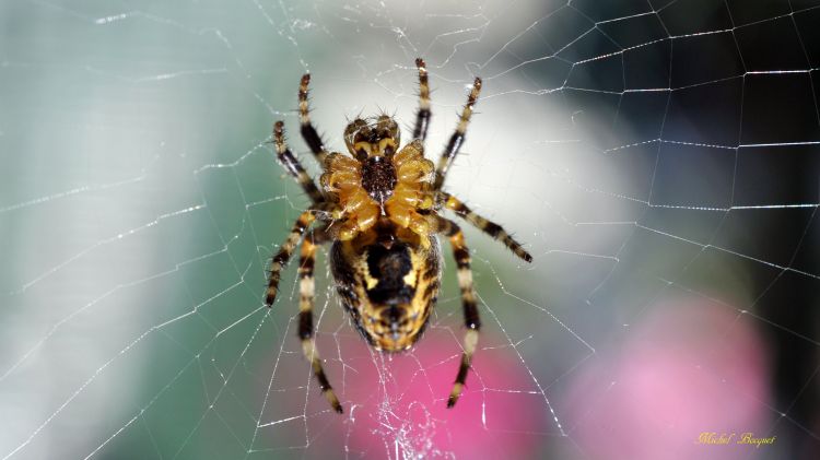 Fonds d'cran Animaux Araignes Araigne de mon jardin