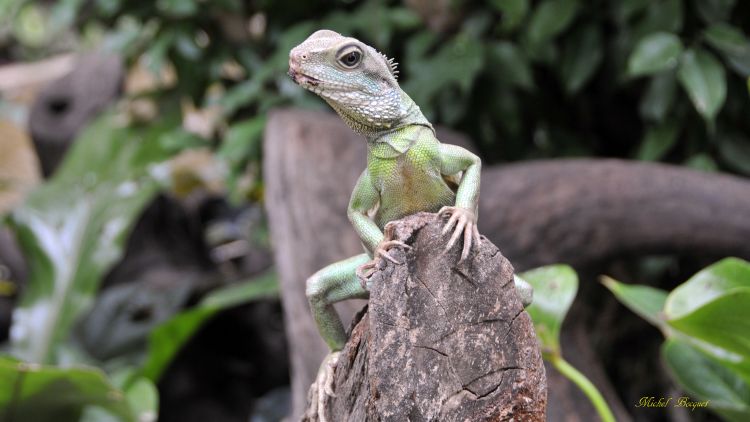 Fonds d'cran Animaux Lzards - Iguanes Lzard du zoo d'Amsterdam