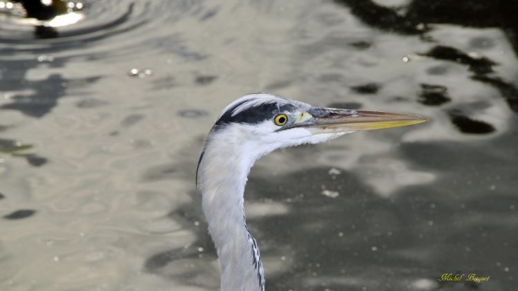 Wallpapers Animals Birds - Herons Un oiseau du zoo d'Amsterdam