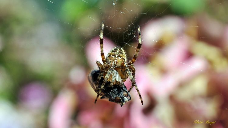 Fonds d'cran Animaux Araignes Petit djeuner d'une araigne.