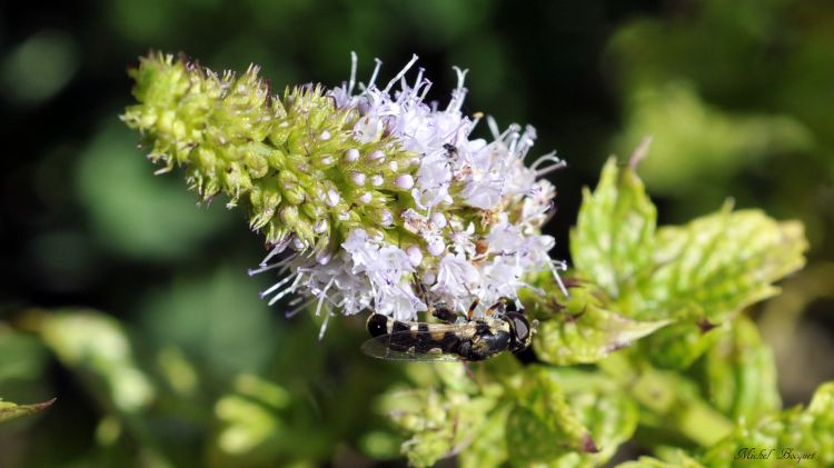 Fonds d'cran Animaux Insectes - Abeilles Gupes ... Sur une fleur