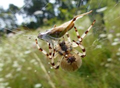  Animaux Emballage