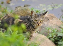  Animaux Chat aux yeux verts 