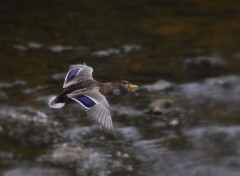  Animals Canard colvert