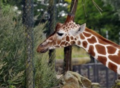  Animaux Girafe du Zoo d'amsterdam