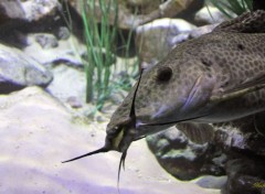  Animaux Poisson du zoo d'Amsterdam