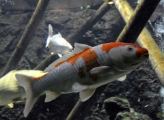  Animaux Poisson du zoo d'Amsterdam