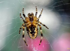  Animaux Araigne de mon jardin