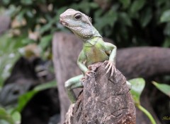  Animaux Lzard du zoo d'Amsterdam