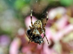  Animaux Petit djeuner d'une araigne.