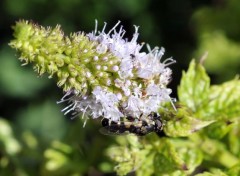  Animaux Sur une fleur