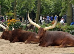  Animals Zbus du zoo d'Amsterdam