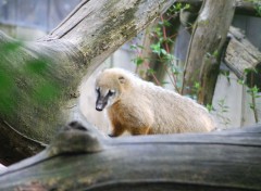  Animaux Image sans titre N310754