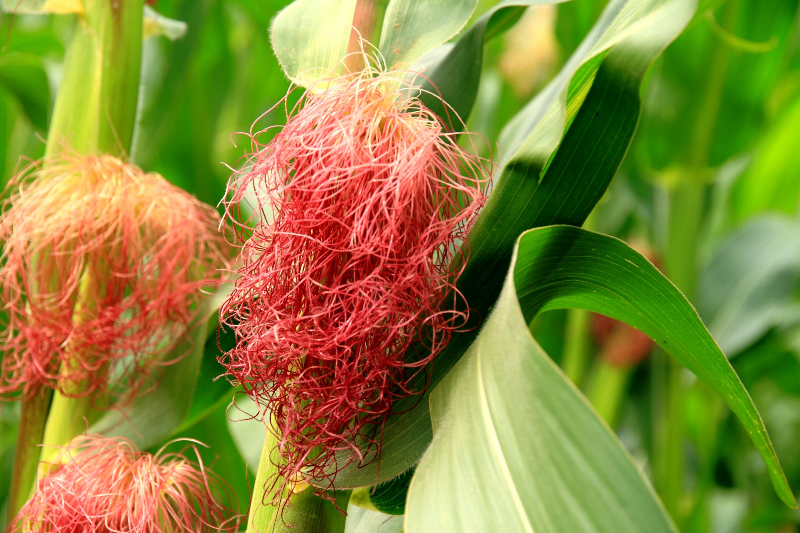 Fonds d'cran Nature Champs - Prairies 