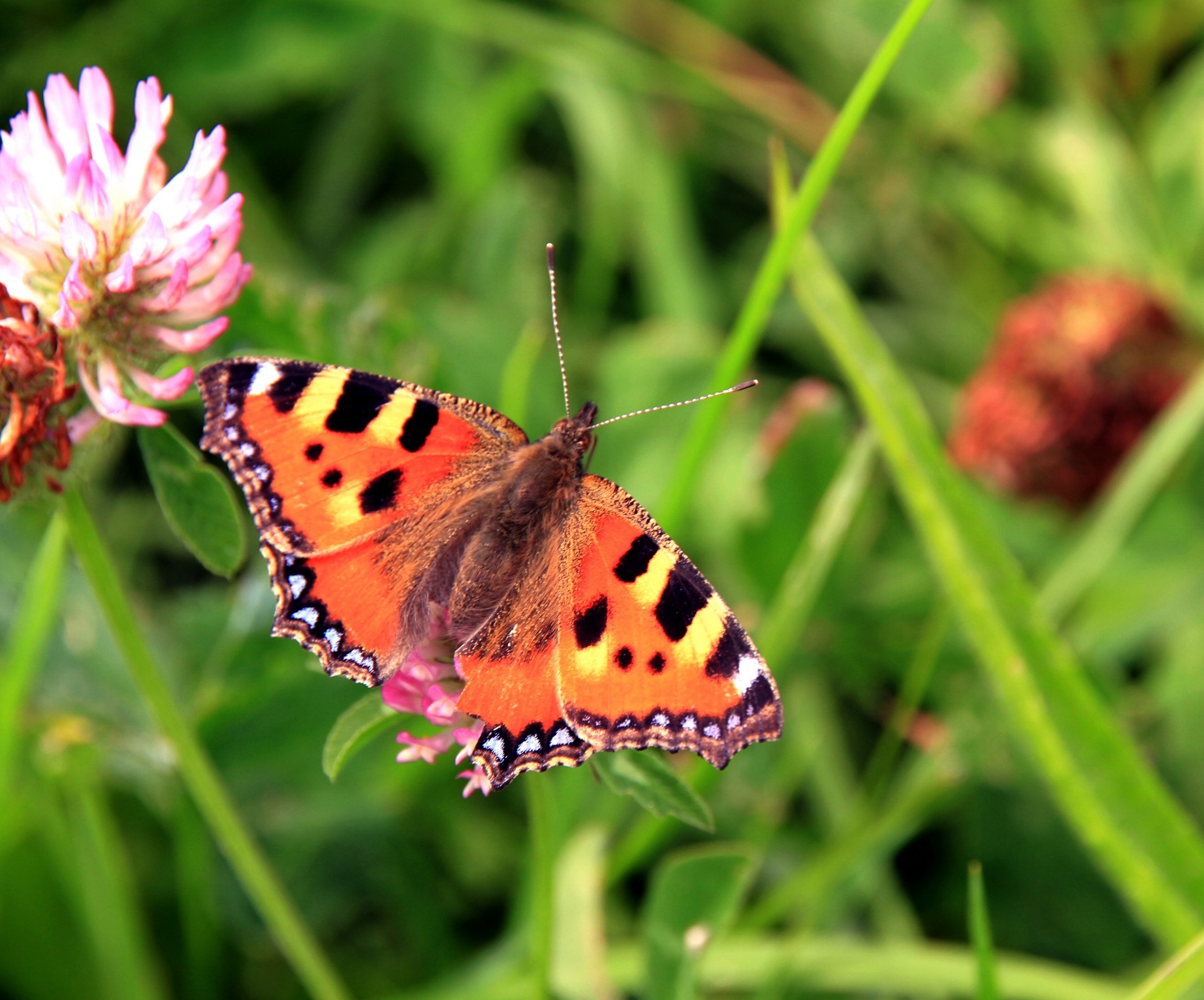 Fonds d'cran Animaux Insectes - Papillons 