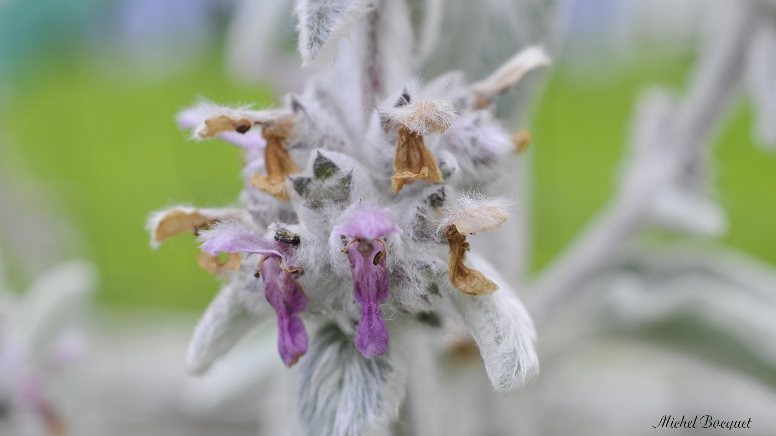 Fonds d'cran Nature Fleurs Une fleur tout en velour