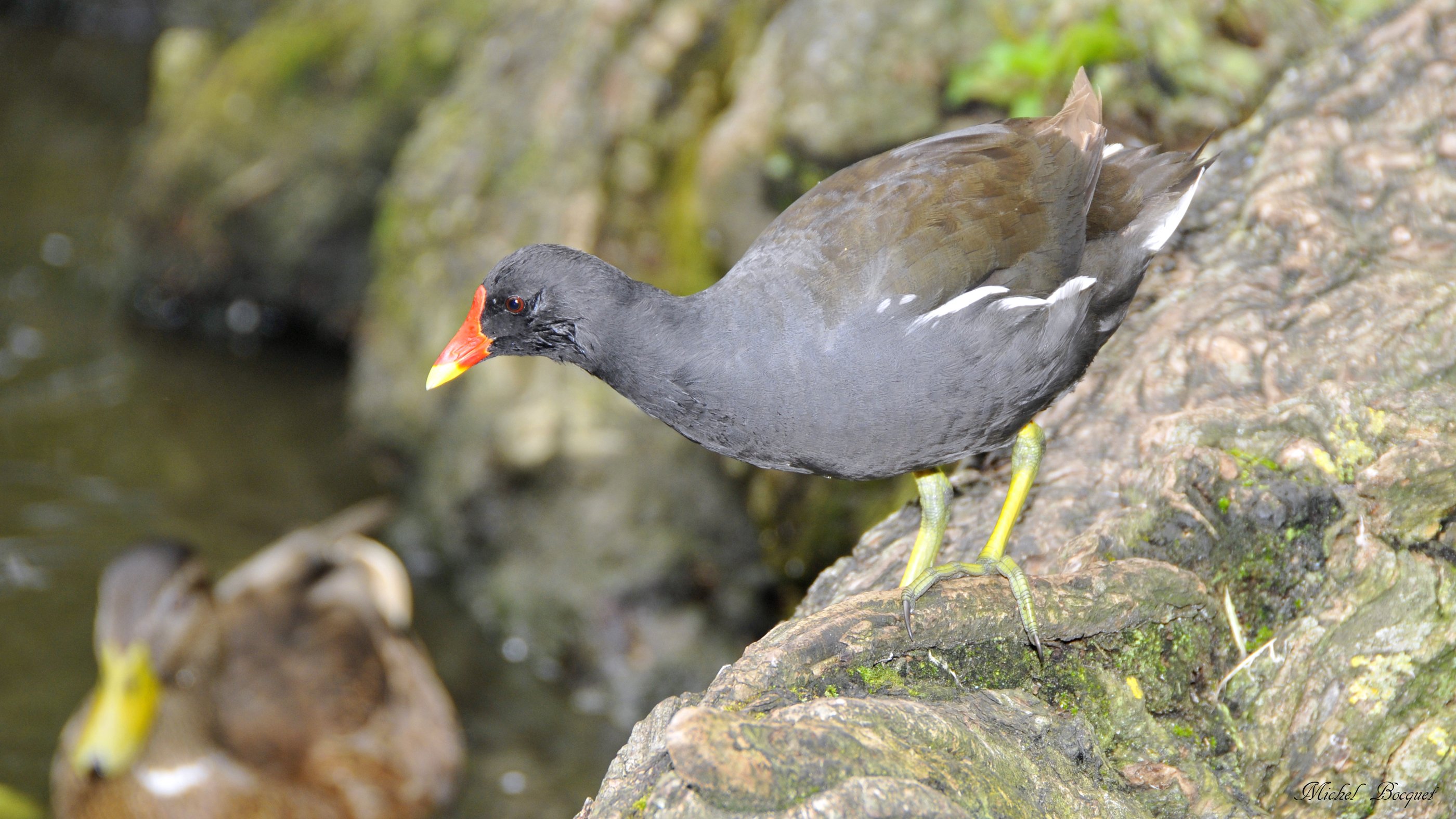 Fonds d'cran Animaux Oiseaux - Poules et Coqs Poule d'eau