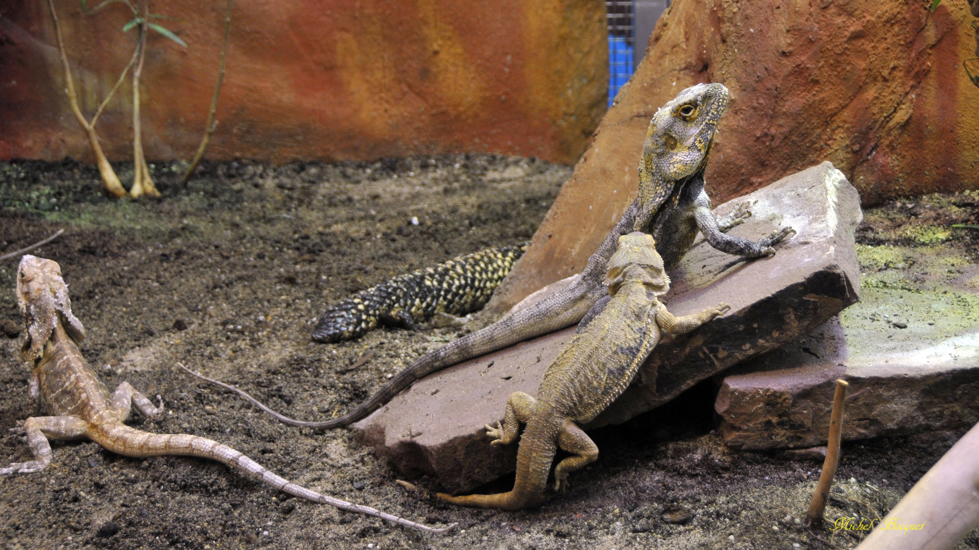 Fonds d'cran Animaux Lzards - Iguanes Lézards du zoo d'Amsterdam