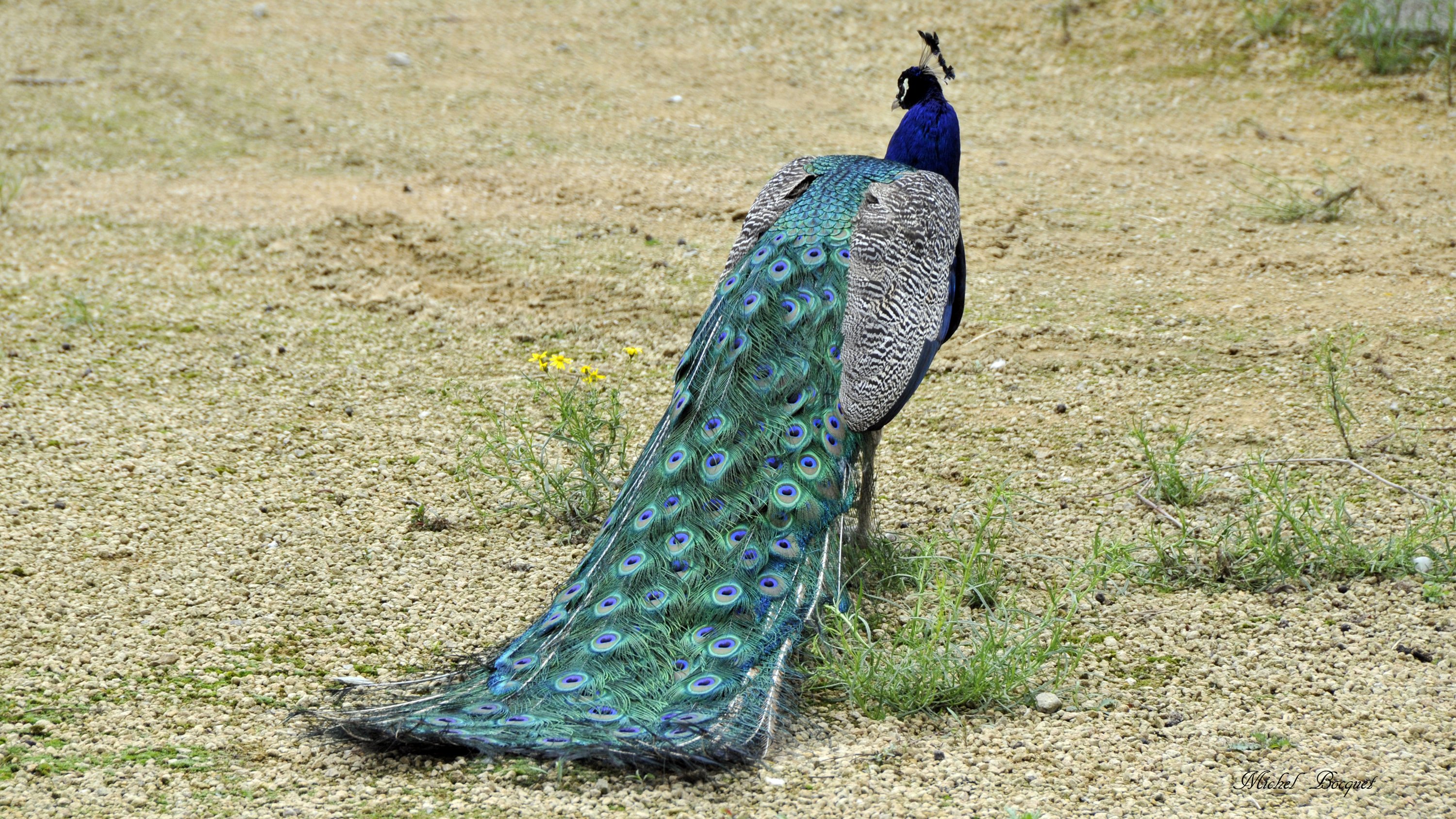 Fonds d'cran Animaux Oiseaux - Paons Paon du zoo d'Amsterdam