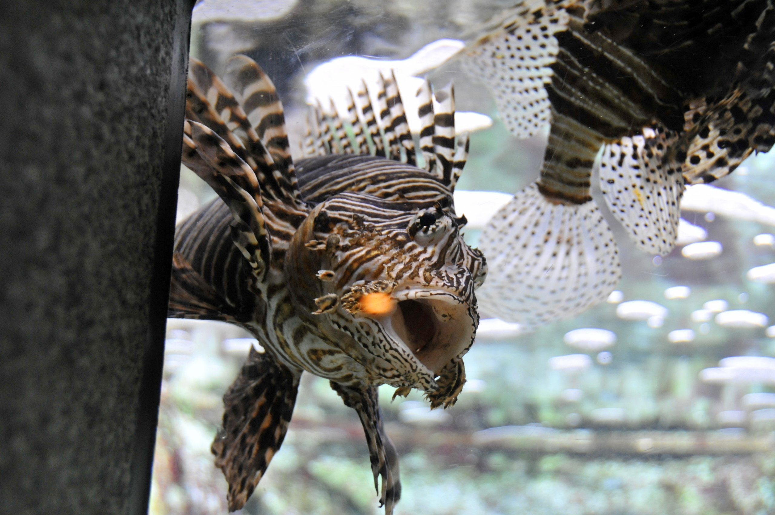 Fonds d'cran Animaux Vie marine - Poissons Poisson du zoo d'Amsterdam