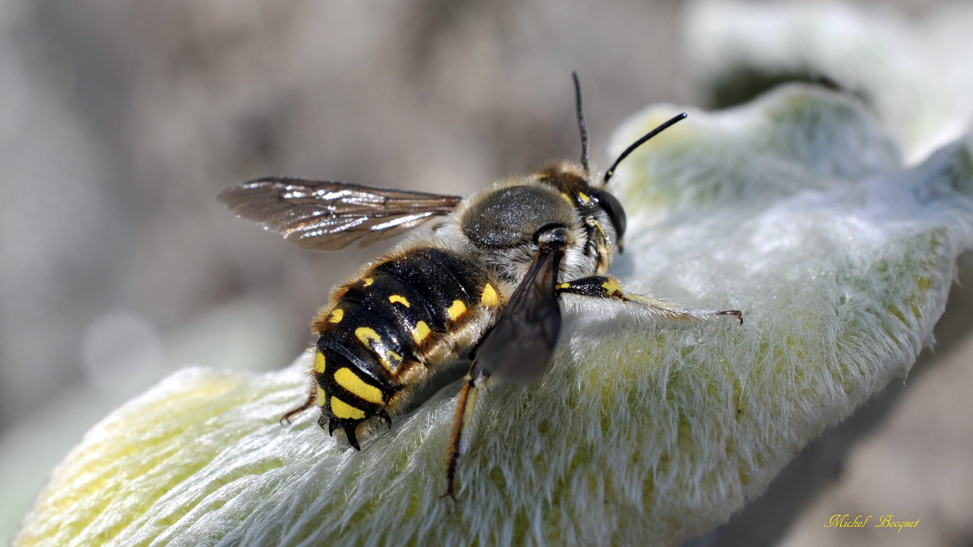 Fonds d'cran Animaux Insectes - Abeilles Gupes ... Encore un abeille