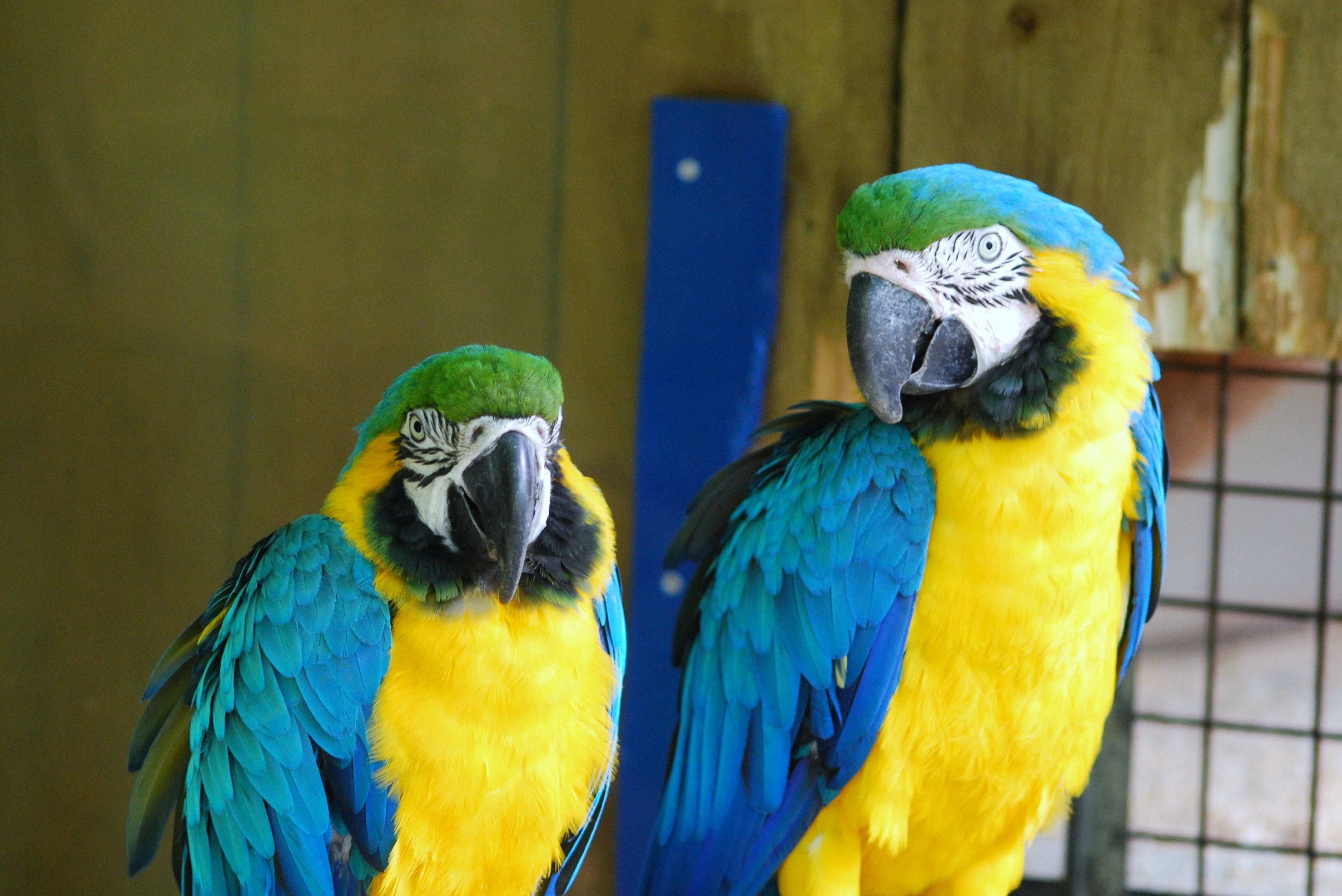 Fonds d'cran Animaux Oiseaux - Perroquets 