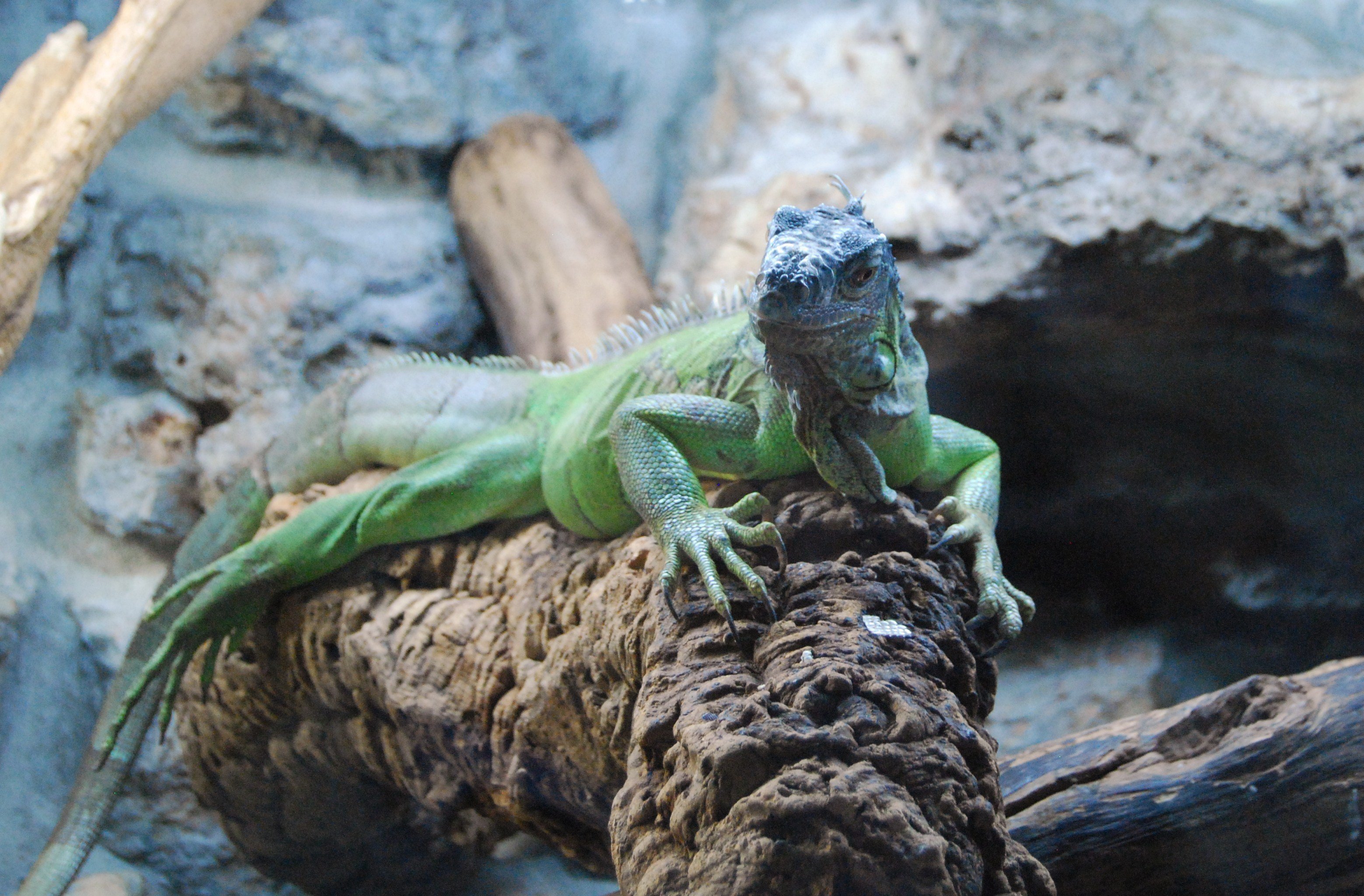 Wallpapers Animals Lizards - Iguanas 