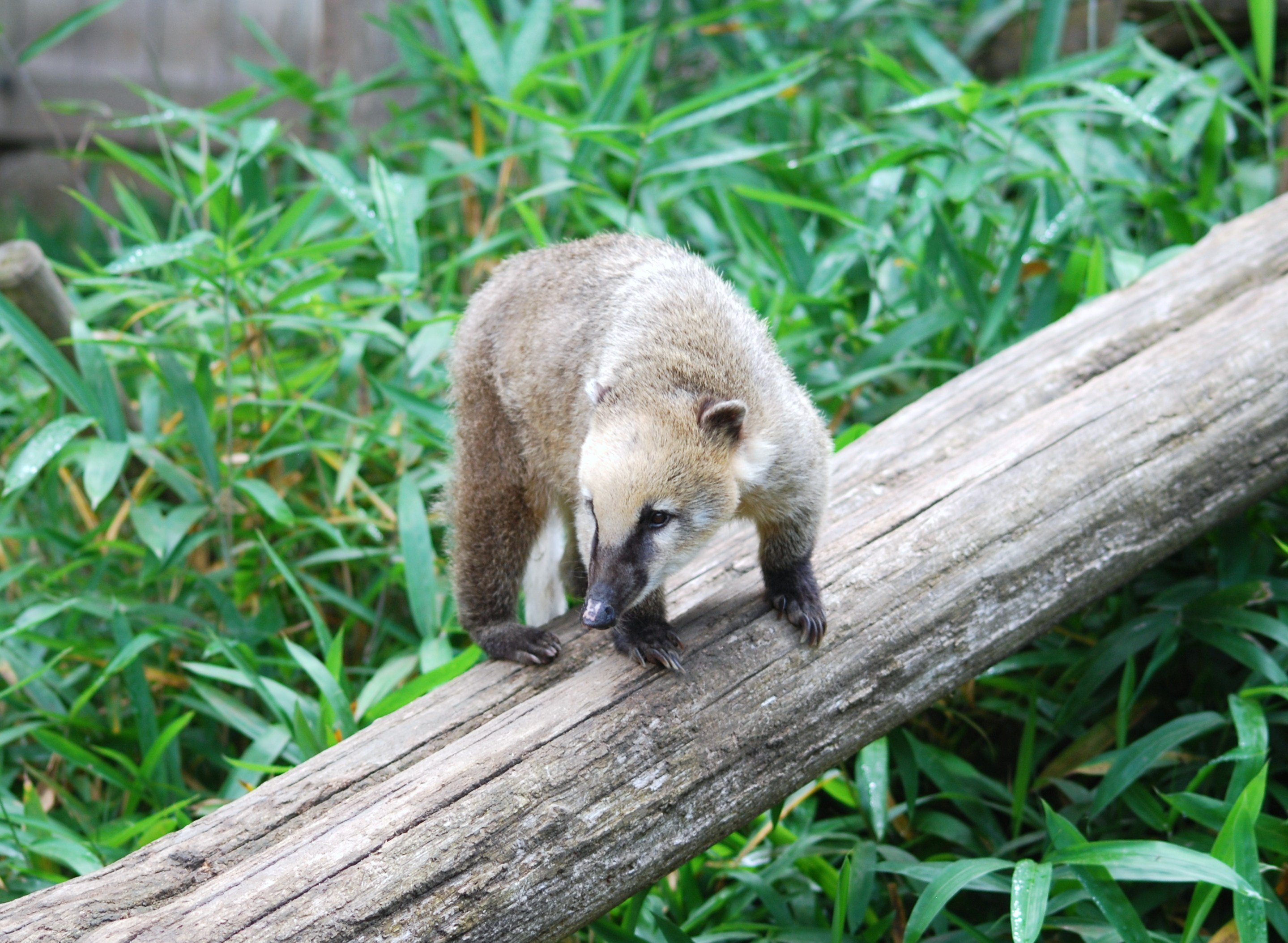 Fonds d'cran Animaux Mangoustes 