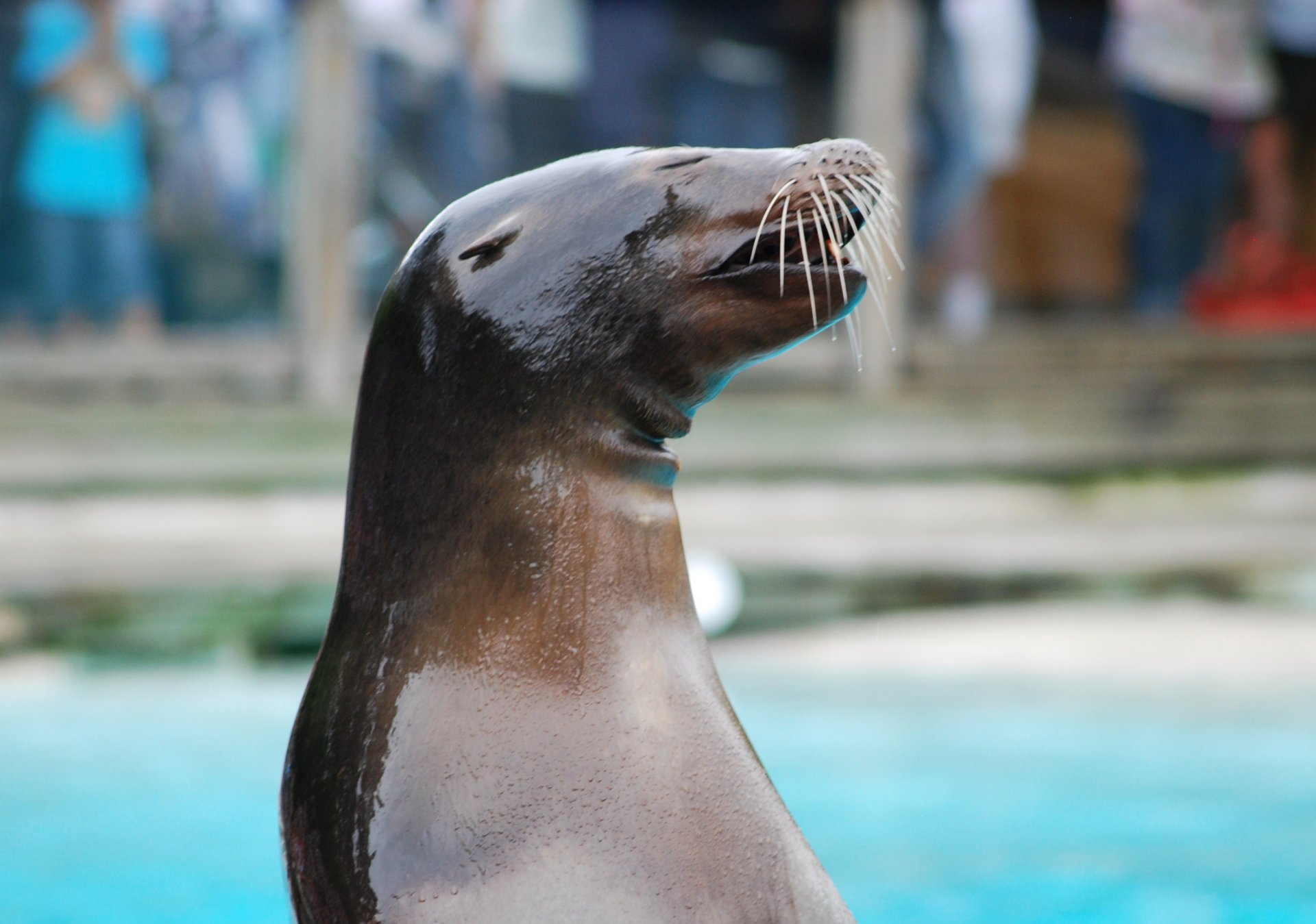 Wallpapers Animals Sealife - Sea lions 