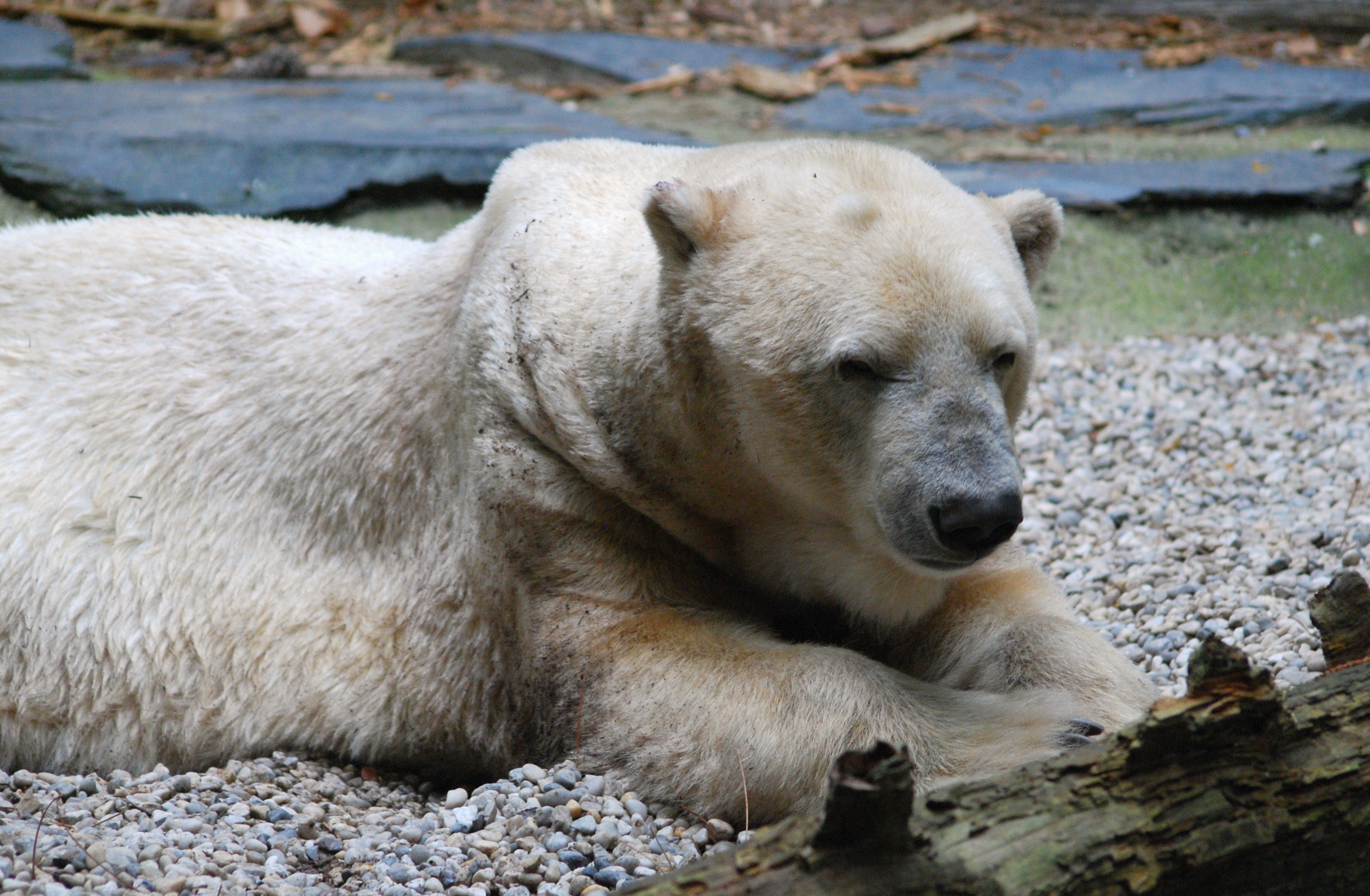 Fonds d'cran Animaux Ours 