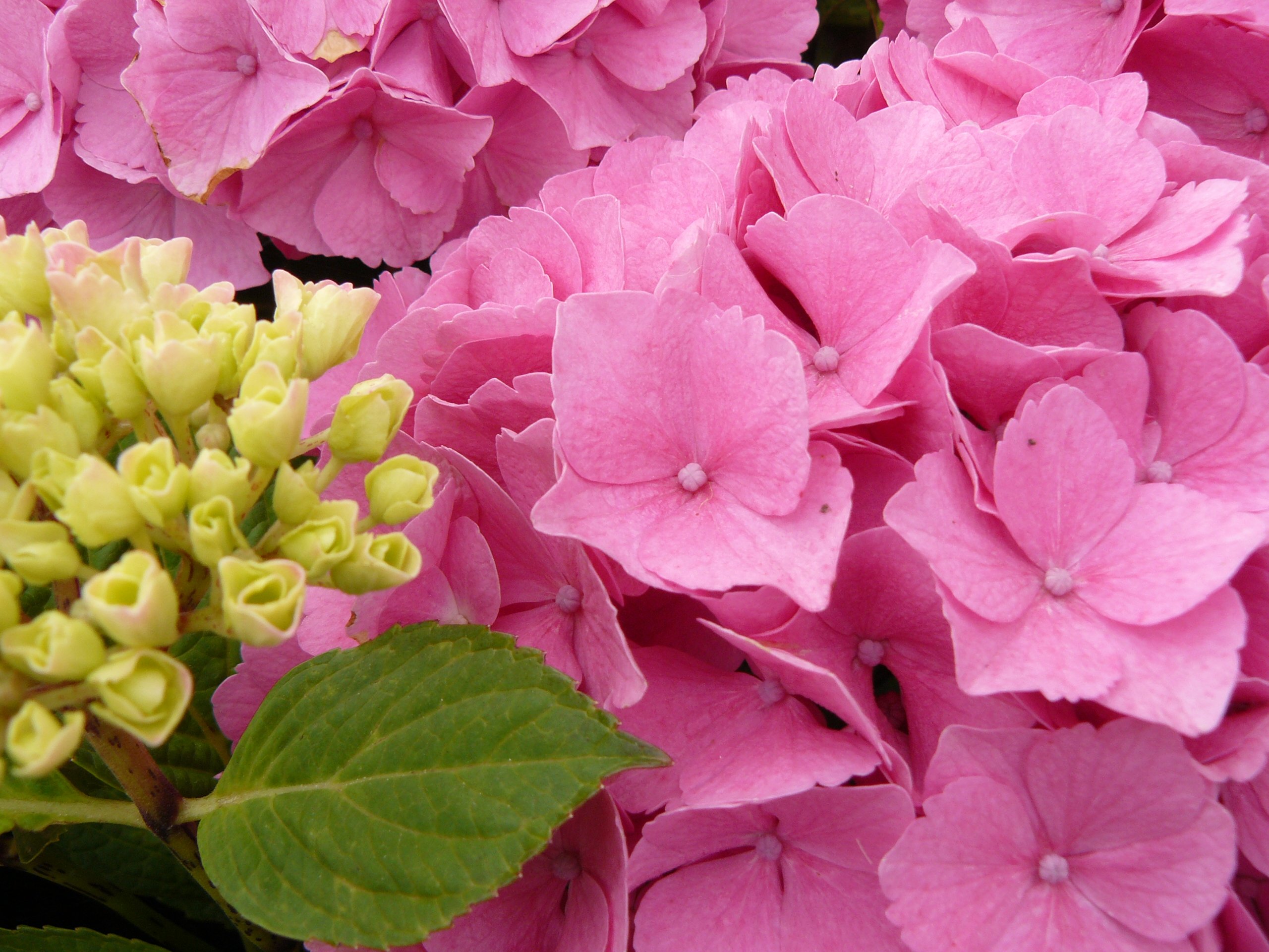 Fonds d'cran Nature Fleurs Fleur