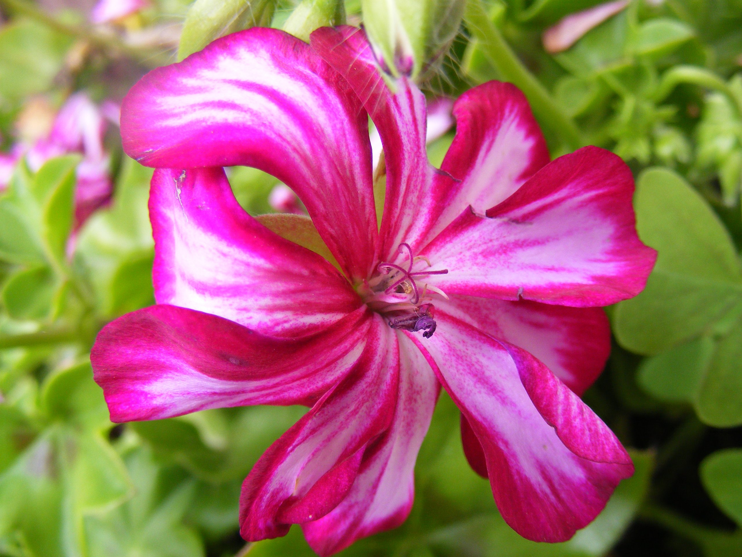 Fonds d'cran Nature Fleurs Fleur rose