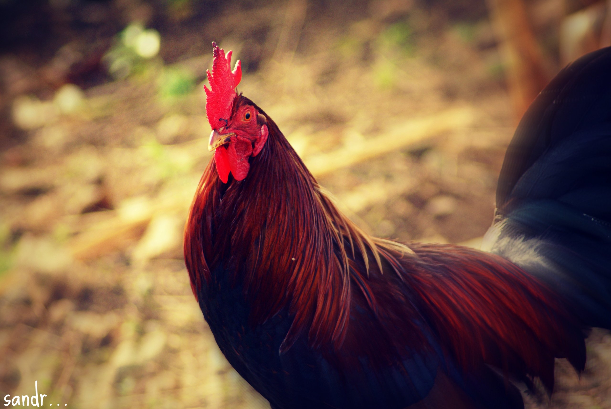 Fonds d'cran Animaux Oiseaux - Poules et Coqs the king