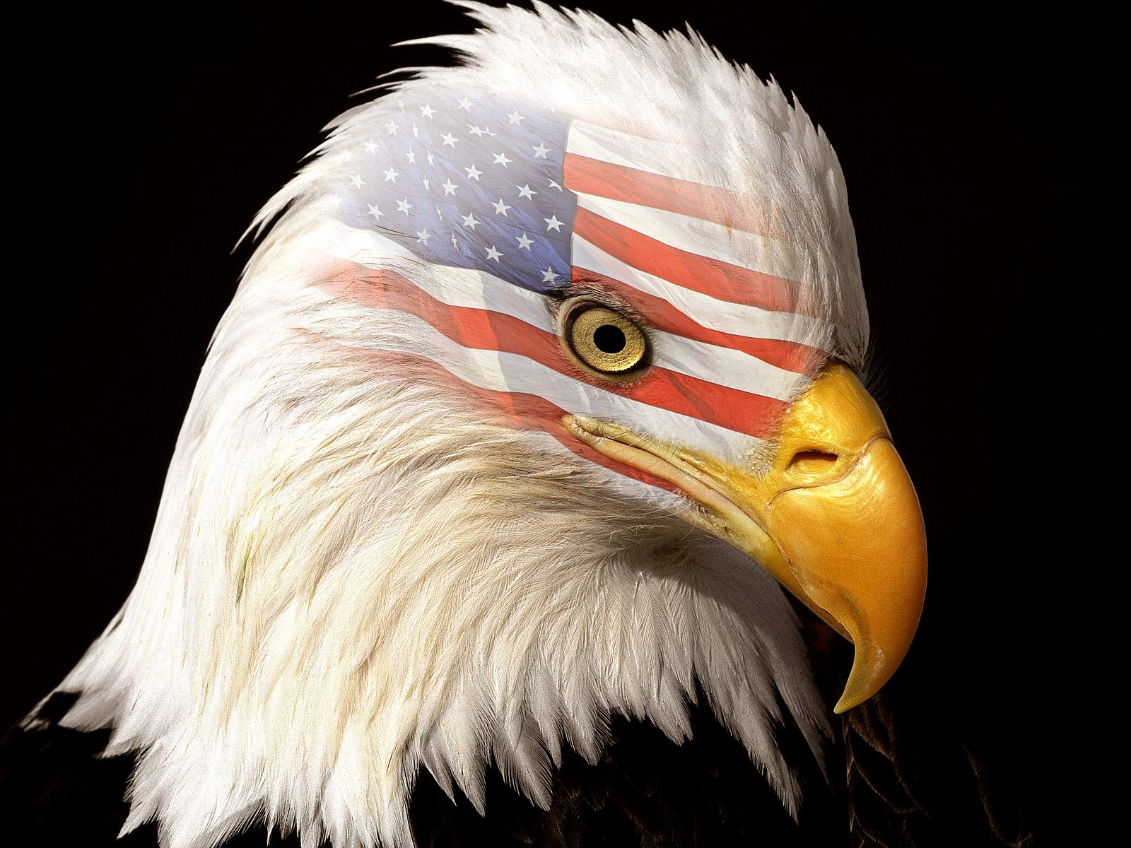 Wallpapers Animals Birds - Eagles The Patriot