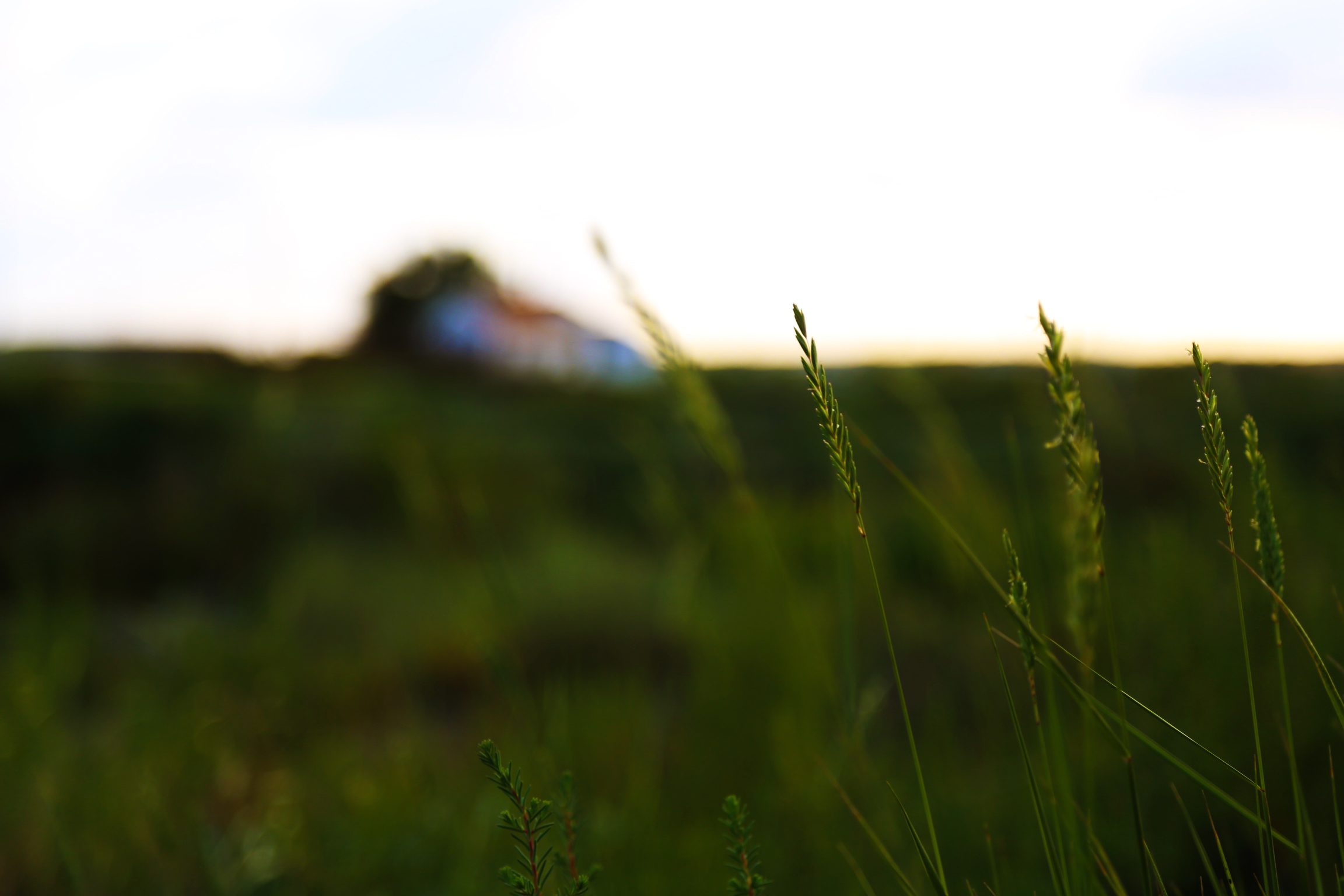 Fonds d'cran Nature Herbes 