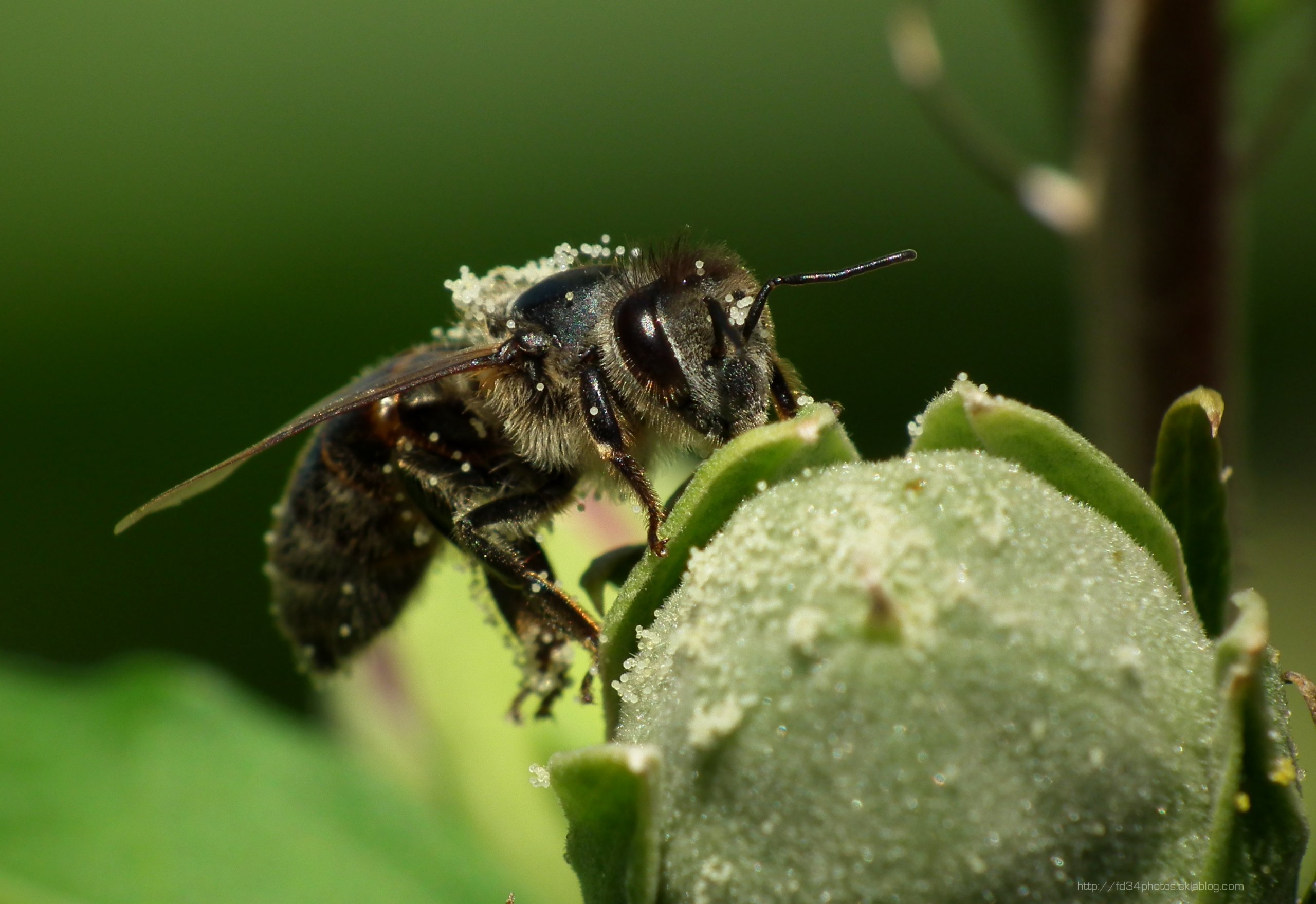 Fonds d'cran Animaux Insectes - Abeilles Gupes ... 