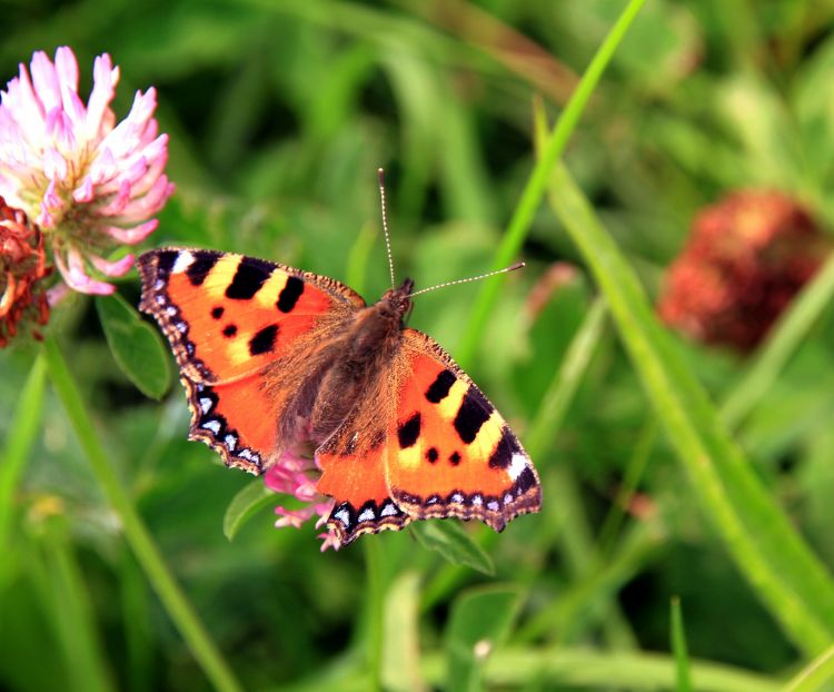 Fonds d'cran Animaux Insectes - Papillons Wallpaper N310745