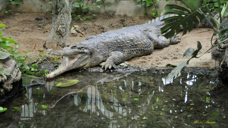 Wallpapers Animals Crocodile - Alligator - Caiman Gavial du zoo d'Amsterdam