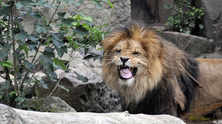 Wallpapers Animals Felines - Lions Lion du zoo d'Amsterdam