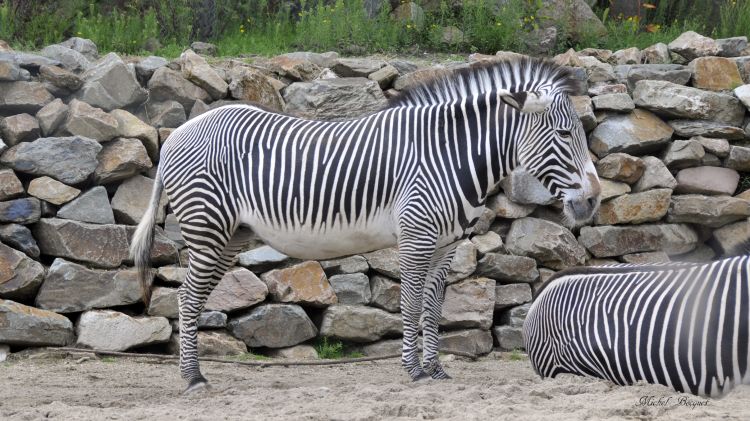 Fonds d'cran Animaux Zbres Zèbre du zoo d'Amsterdam