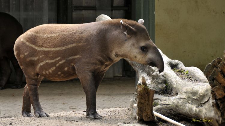 Fonds d'cran Animaux Divers Tapir du zoo d'Amsterdam