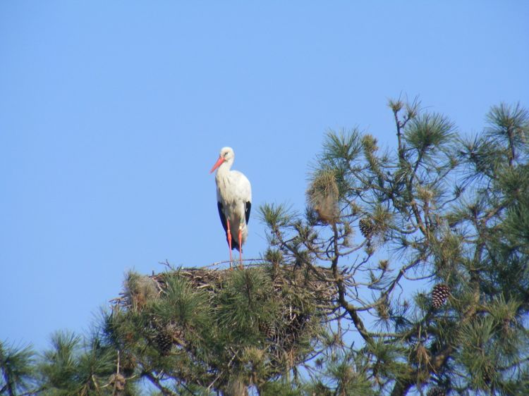 Fonds d'cran Animaux Oiseaux - Cigognes Madame la cigogne