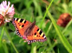  Animaux Image sans titre N310745