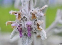  Nature Une fleur tout en velour