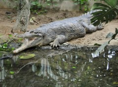  Animals Gavial du zoo d'Amsterdam