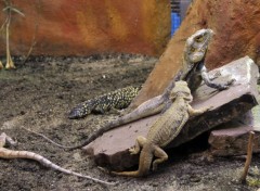  Animaux Lézards du zoo d'Amsterdam