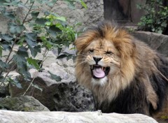  Animals Lion du zoo d'Amsterdam